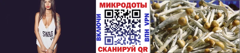 Купить где  Ядрин  Галлюциногенные грибы Cubensis 